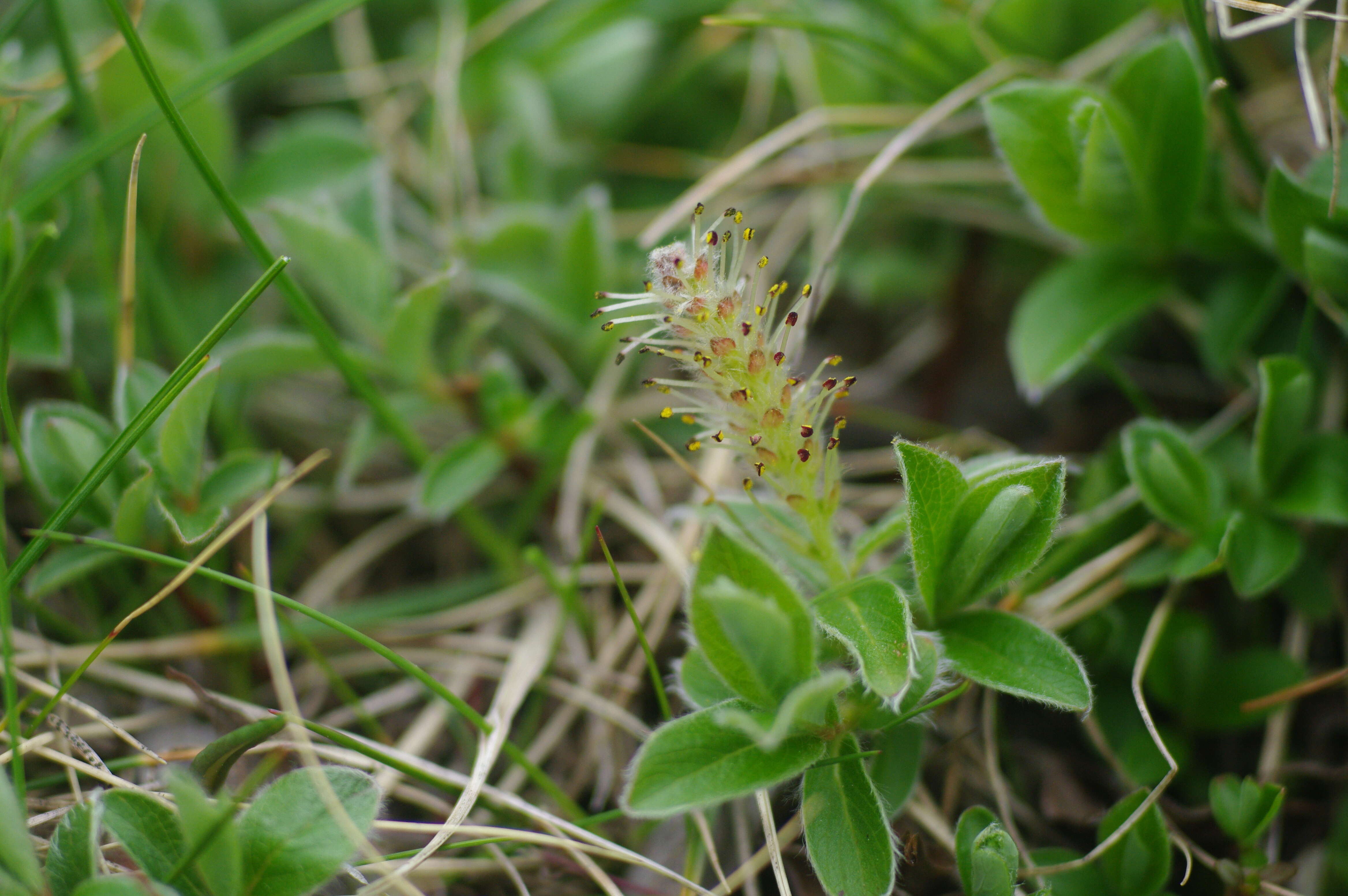 Image of Salix pyrenaica Gouan