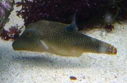 Image of Canthigaster