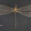 Image of Banyutus pulverulentus (Rambur 1842)