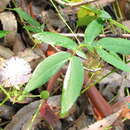 Image of Mimosa sensitiva L.