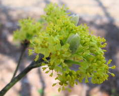 Image of Mitten tree