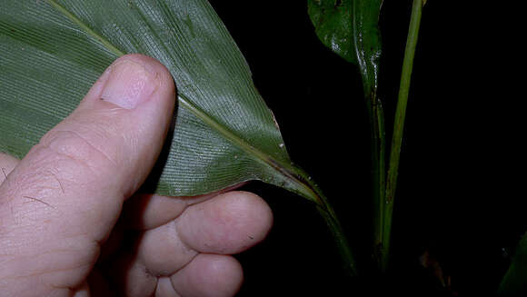 Image of stalkgrass