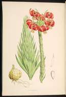 Image of Lilium chalcedonicum L.