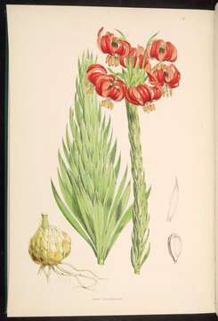 Lilium chalcedonicum L. resmi