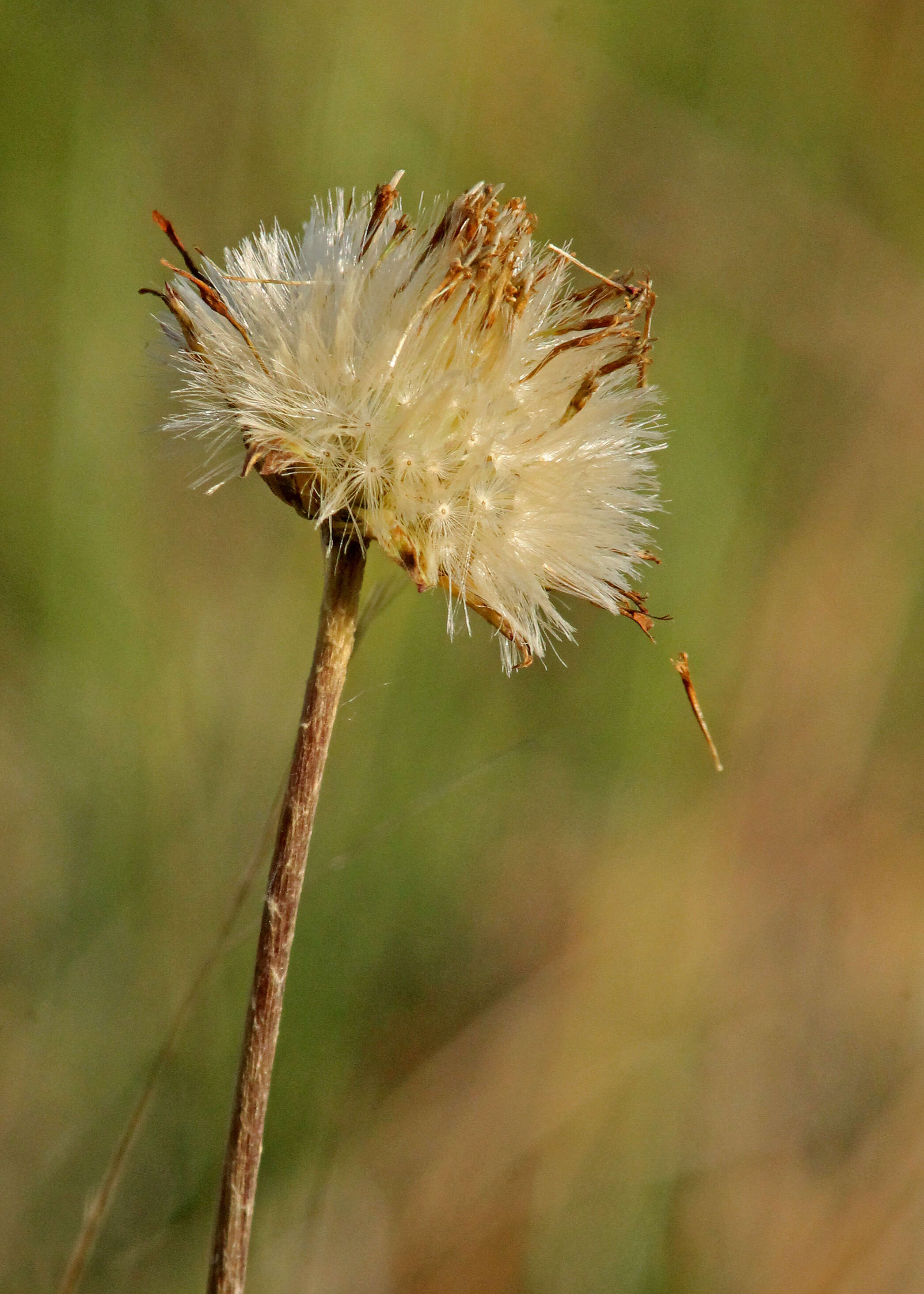 Image of woolly sunbonnets