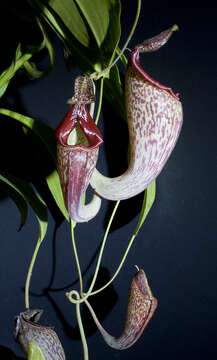 Image of Nepenthes talaganesensis × Nepenthes maxima