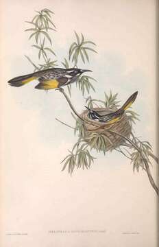 Image of New Holland Honeyeater