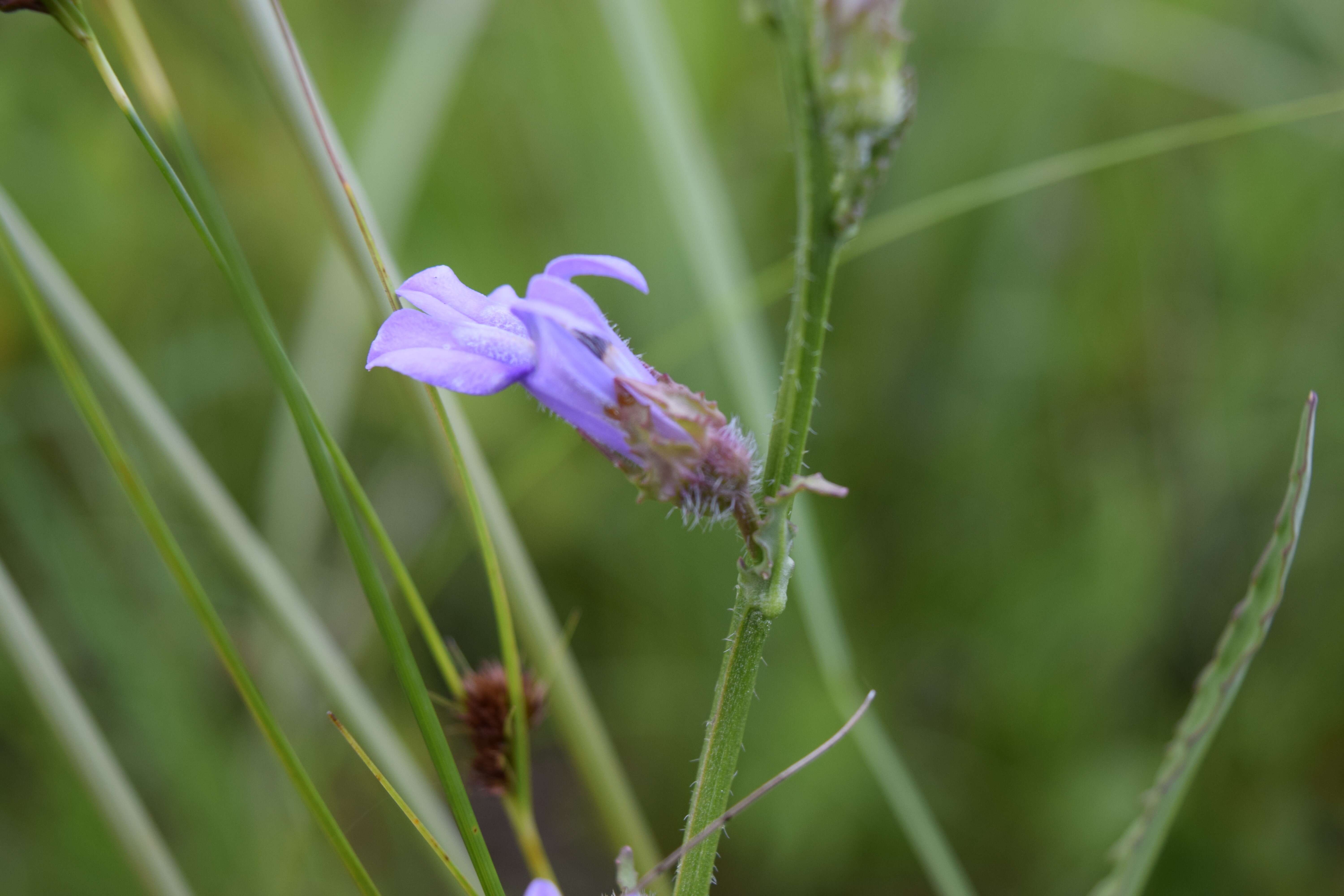 Image de Lobelia glandulosa Walter