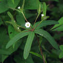 Image of false flowering spurge