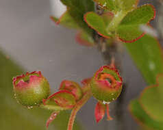 Image of dwarf huckleberry