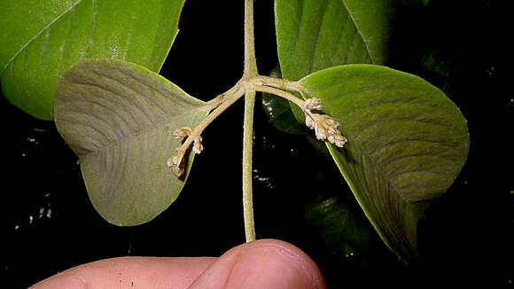 Image of Niedenzuella sericea (A. Juss.) W. R. Anderson