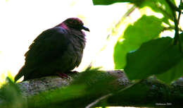 Image of brown dove