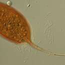 صورة Calkinsia aureus