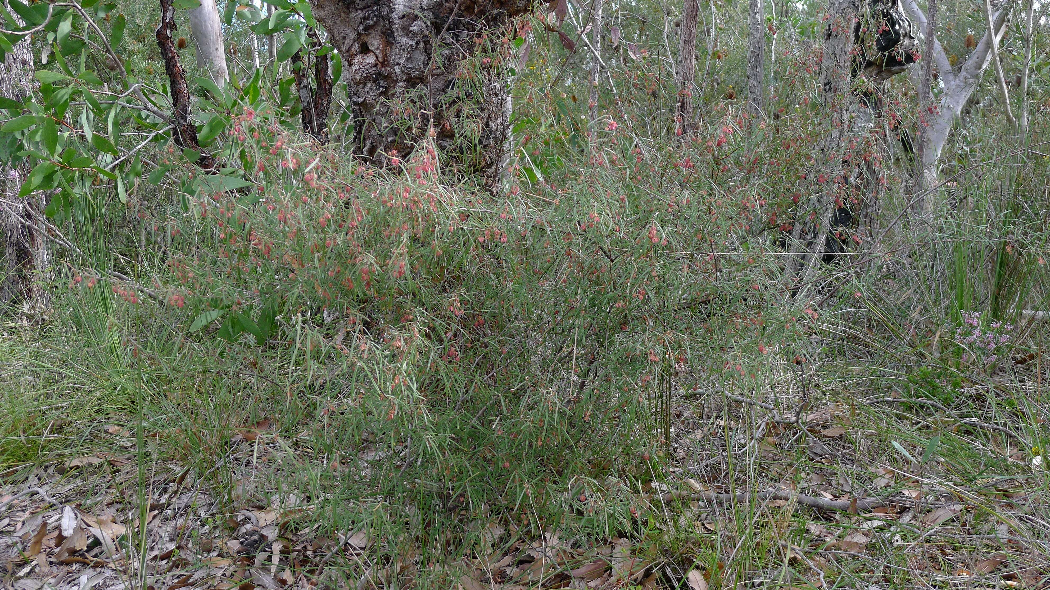 Image of Lasiopetalum