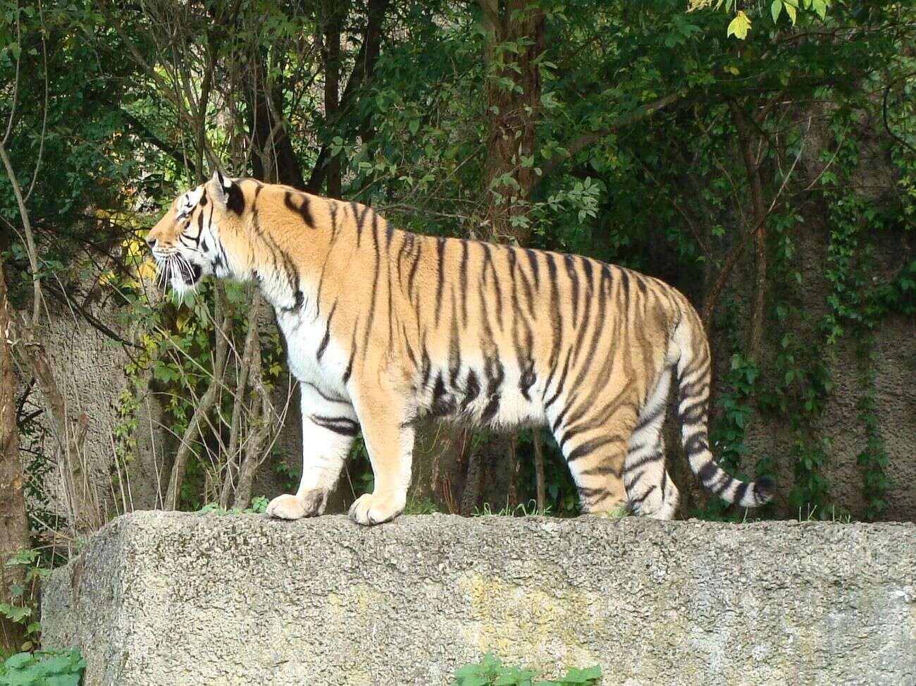 Siberian Tiger, Animal Database