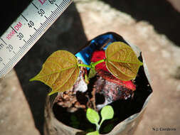 Image of Kola nut