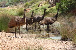 Image of Cassowaries and Emus