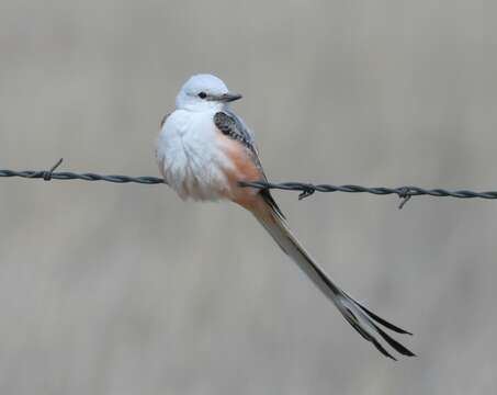 Image of Scissor-tailed Flycatcher