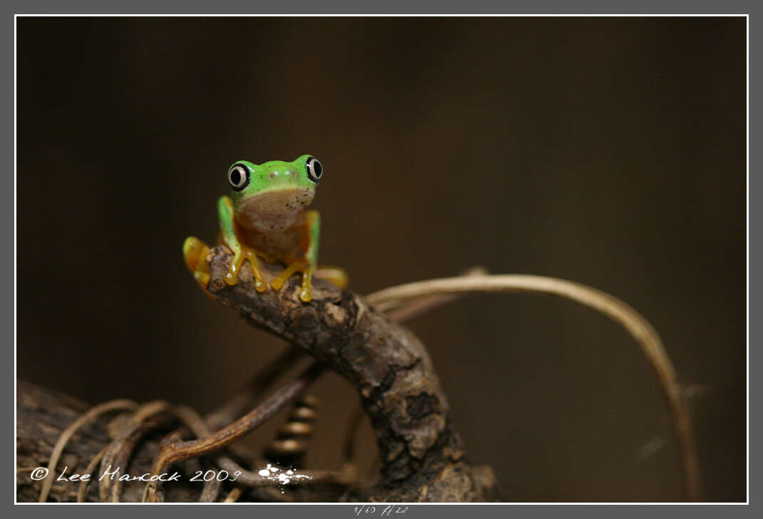 Image of Phyllomedusidae Günther 1858