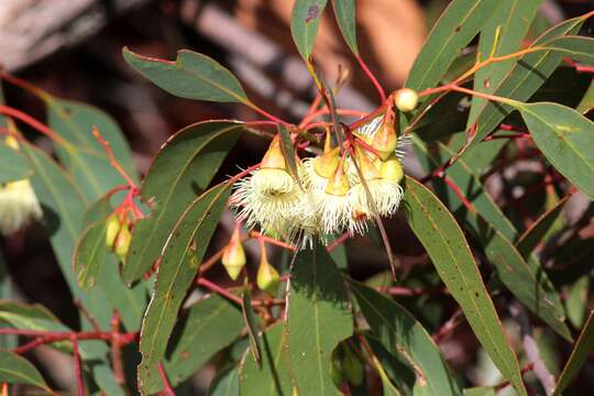 Image of Eucalyptus tricarpa (L. Johnson) L. A. S. Johnson & K. D. Hill