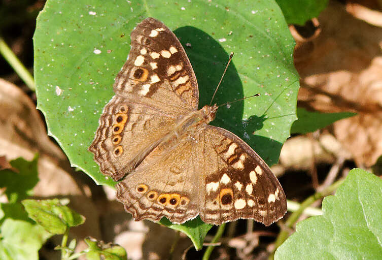 Image of Junonia erigone Cramer 1779