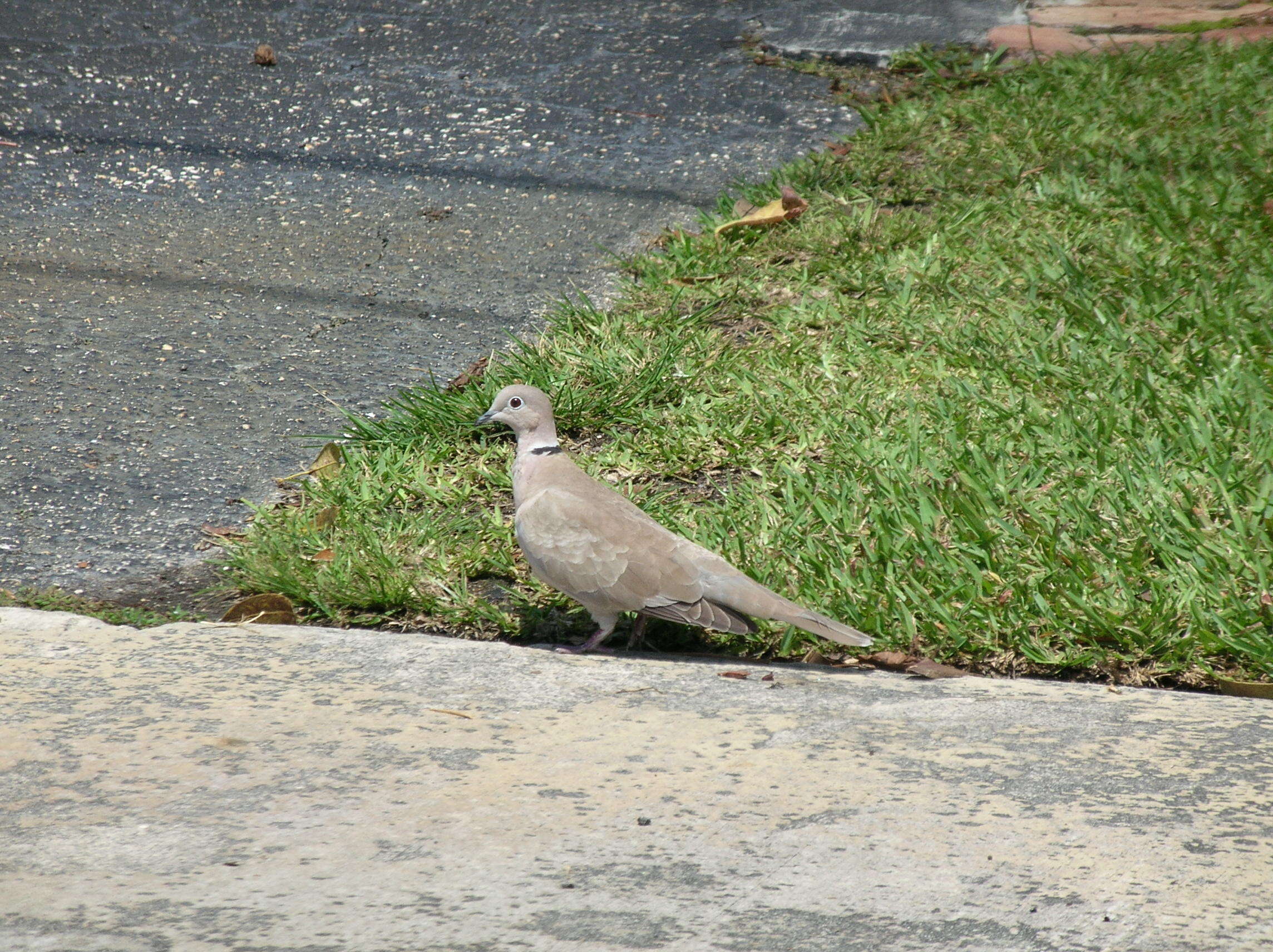 Image of Collared Dove