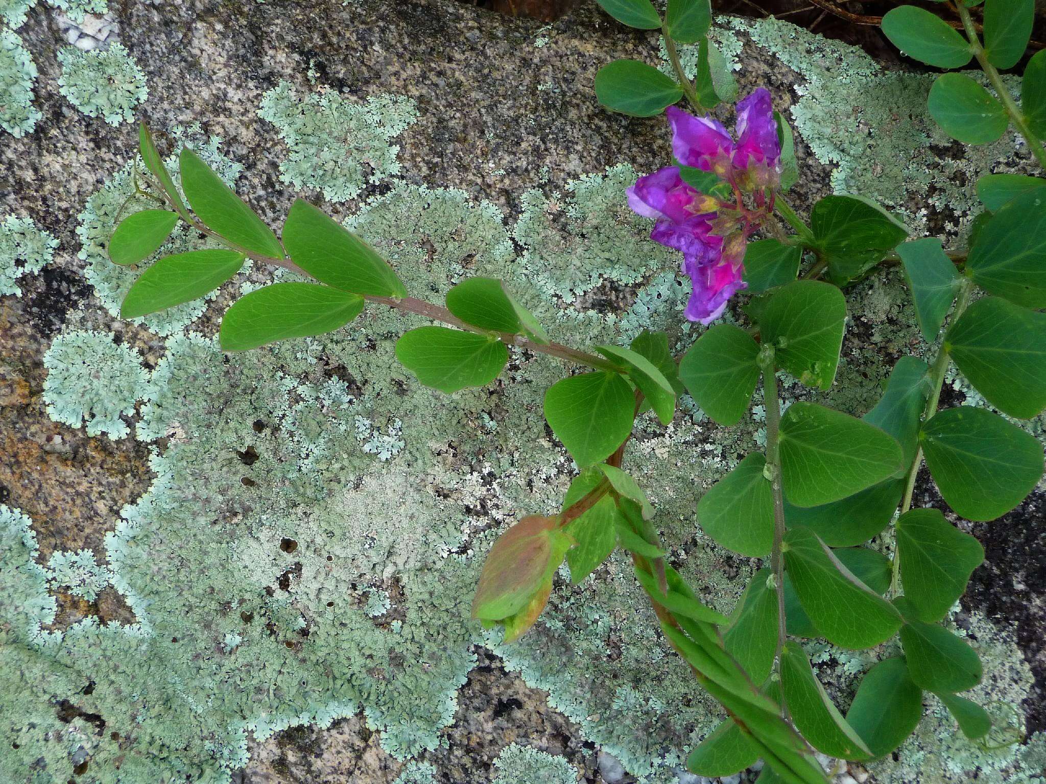 Lathyrus japonicus Willd. resmi