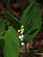 Image of convallaria