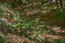 Image of Helleborine