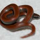 Image of Sharp-tailed Snake