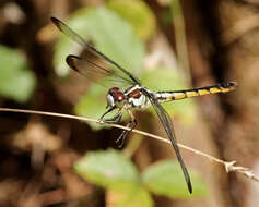 Image of Libellula Linnaeus 1758