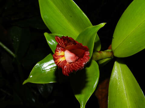 Image of Costus laevis Ruiz & Pav.