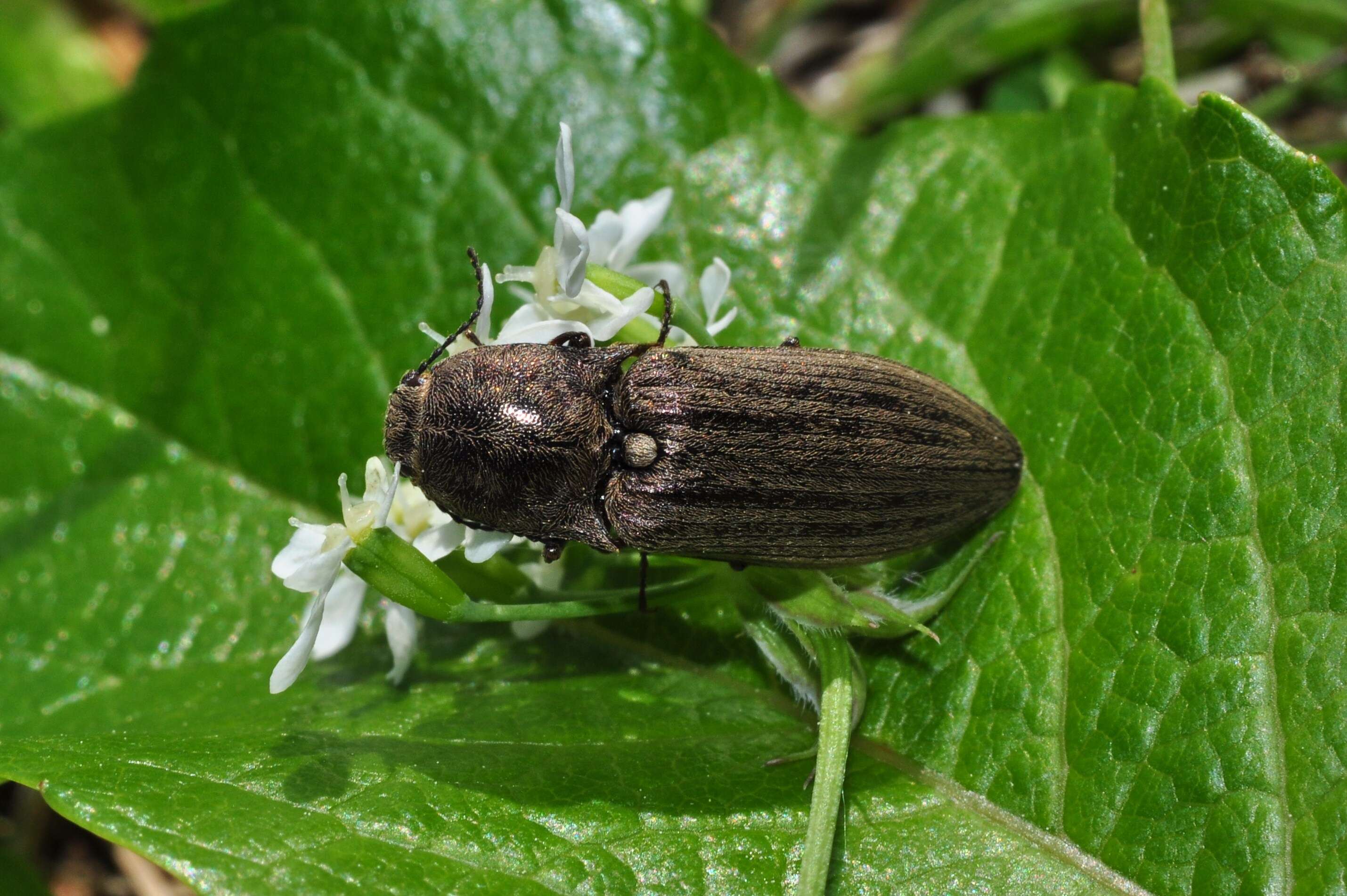 Image of Dendrometrinae