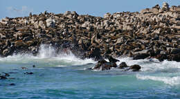 Image of fur seal