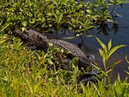 Image of Alligator