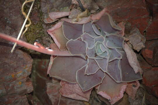 Image of Echeveria perezcalixii Jimeno-Sevilla & P. Carrillo