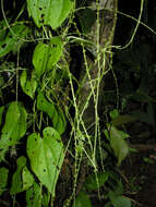 Слика од Dioscorea polygonoides Humb. & Bonpl. ex Willd.