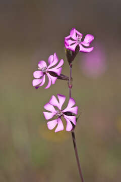 Image of Silene colorata Poir.