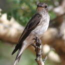 Image of Spotted Flycatcher
