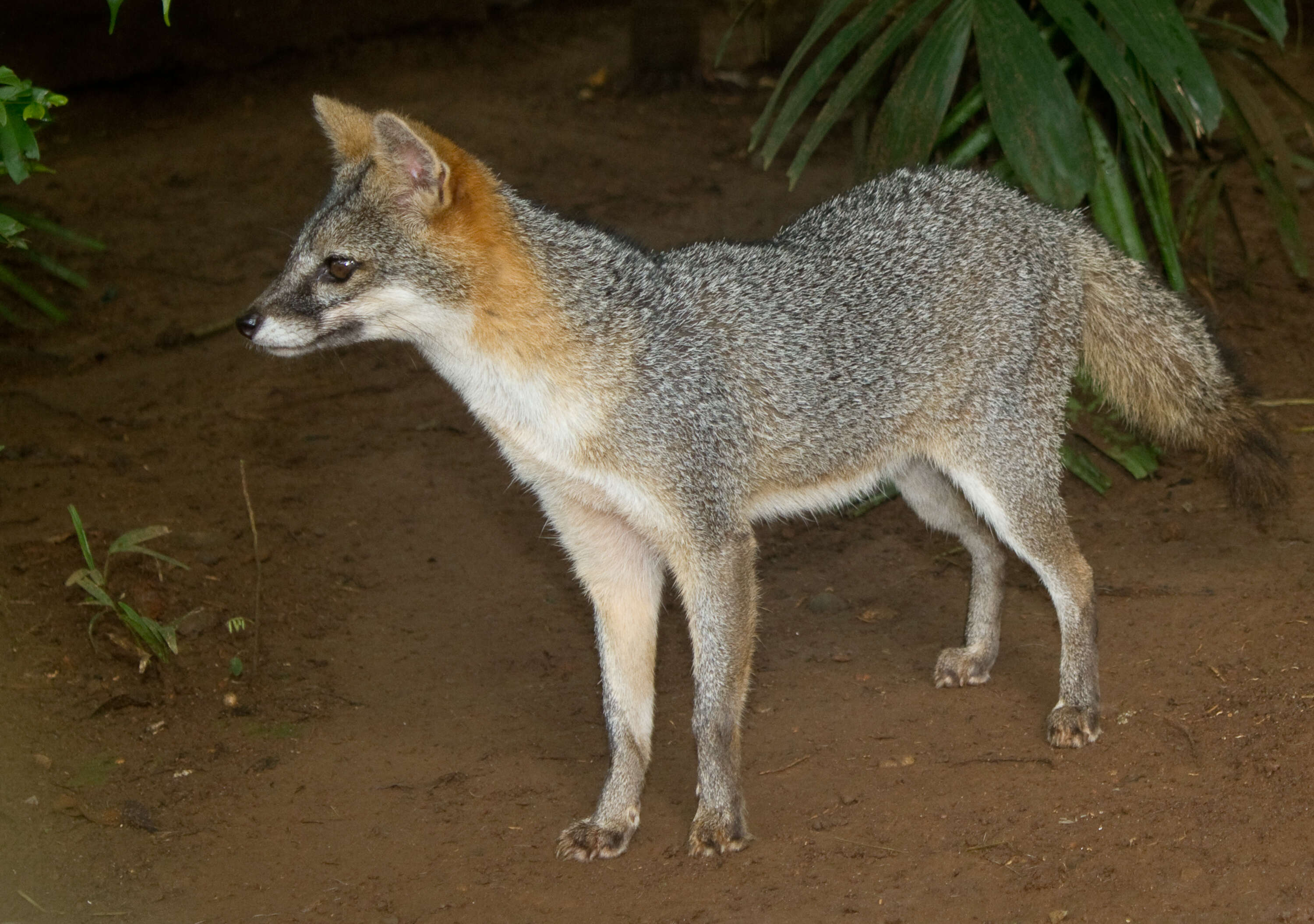 Image of Grey Foxes