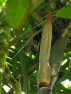 Image of Bamboo Palm