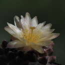 Image of Copiapoa humilis subsp. tenuissima (F. Ritter) D. R. Hunt