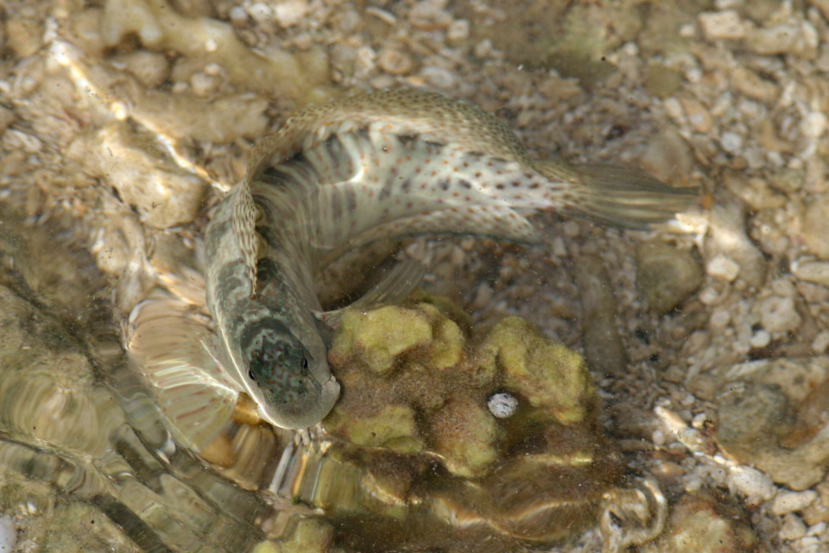 Image of Orange-spotted Blenny