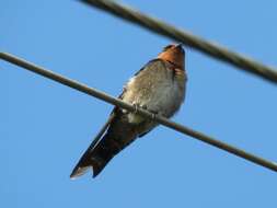 Image of Hill Swallow