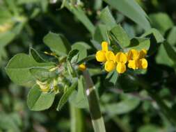 Image of trefoil