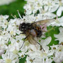 Image of Graphomyia maculata