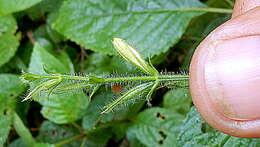 Image of Ruellia ochroleuca Mart. ex Nees