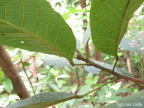 Image of Sloanea guianensis (Aublet) Benth.