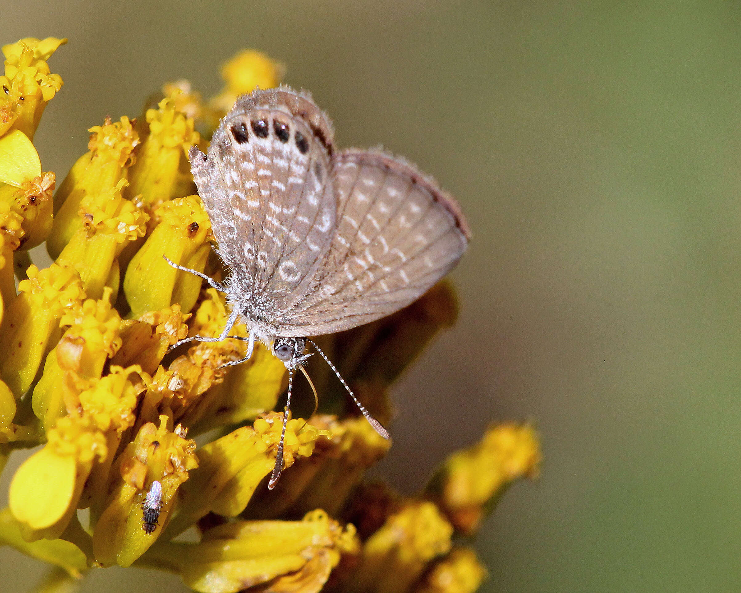 Image of Eastern Pygmy- Blue