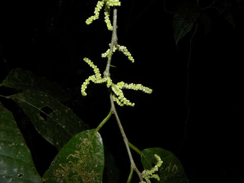 Image of Pubescent Sorocea (tree)